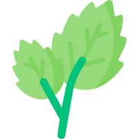 Mint Dried