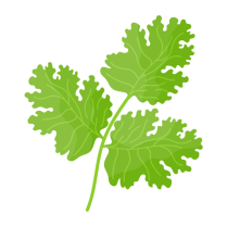 Coriander Dried