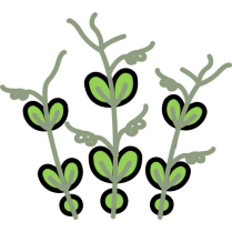 Kakuti Dried 