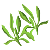 Savory Dried