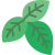 Basil Dried