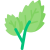 Mint Dried