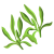 Savory Dried