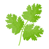 Coriander Dried