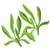 Savory Dried
