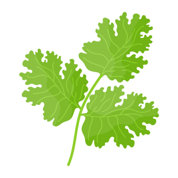 Coriander Dried