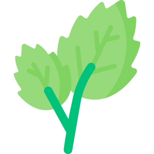 Mint Dried