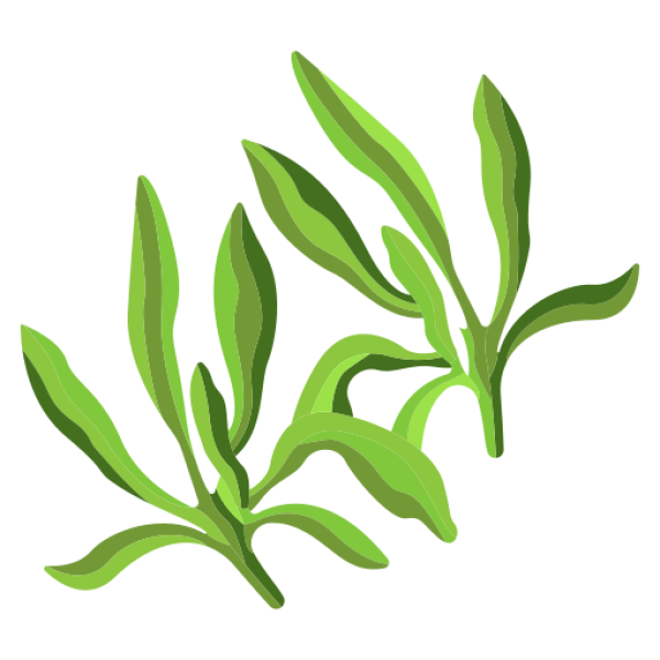 Savory Dried